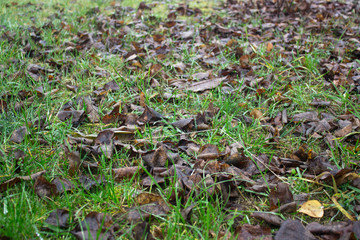 Naklejka na ściany i meble Leaves on garden floor. Fallen dead leaves on lawn in autumn season. Dry brown leaves in fall on grassy ground in orchard. Selective soft focus, close up