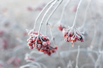 the remaining berries of viburnum covered with hoarfrost weigh on a bush
