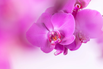 Branch of a blooming pink orchid close up with bokeh background
