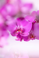 Fototapeta na wymiar Orchids flowers closeup on purple gradient with bokeh background