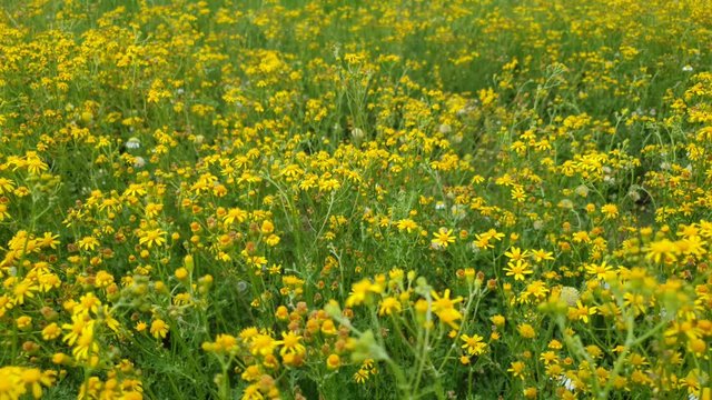 Beautiful field of tiny yellow daisies flowers growing wild at the foot of the Maloti mountains near Lesotho, slowly tilting up footage - nature, meditation, peaceful and serene