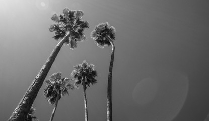 Palm Trees, Los Angeles