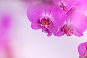Obraz na płótnie Canvas Close up of purple orchids flowers on bokeh background with copy space for text