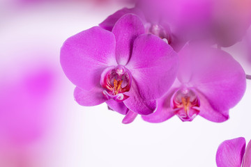 Fototapeta na wymiar Close up of beautiful purple orchids flowers on bokeh background with copy space for text