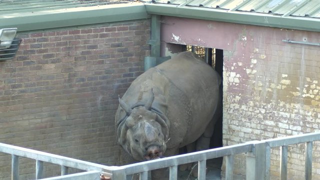 Rhino coming out to eat wood