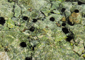 Water's edge waving with sea urchins