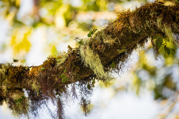 Moss covered branch in the middle of rain forest of Costa Rica. Pure nature. Clean and beautiful. Very peaceful, bright image. Lots of detail. Calming light.