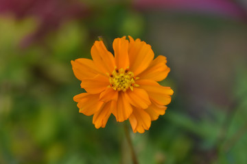 flower in garden