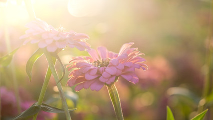 Pink flowers in the evening sunlight, evening light, flowers, backlit with flowers, pink flower background