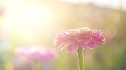 Pink flowers in the evening sunlight, evening light, flowers, backlit with flowers, pink flower background
