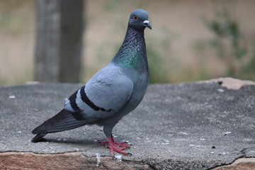 after ready to fly pigeon on the rock