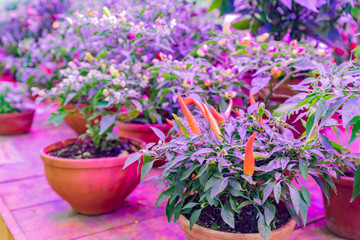 Growing decorative pepper under LED grow light.