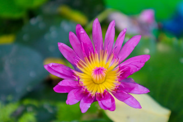 Obraz premium lotus in pond