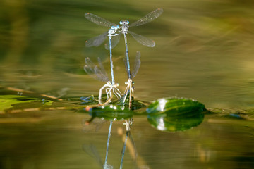 The white-legged damselfly mating on the river surface