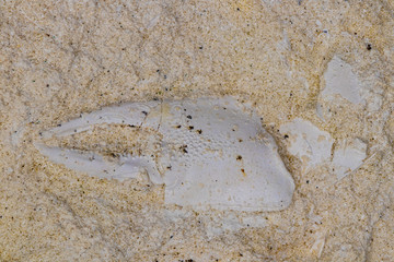 Calcified claw of extinct Cretaceous burrowing shrimp fossilized in rock