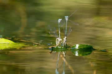 The white-legged damselfly mating on the river surface