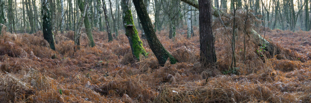 Verbl&uuml;hter Farn im Birkenwald, Naturschutzgebiet Beversee, Bergkamen, Nordrhein-Westfalen, Deutschland, Europa