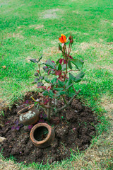 flowers in the garden