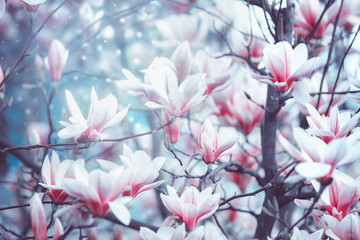 Springtime with magnolia blossom. Outdoor - obrazy, fototapety, plakaty