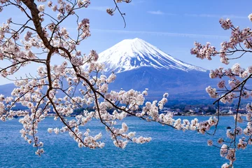 Badezimmer Foto Rückwand 富士山と満開の桜、山梨県富士河口湖町河口湖にて © photop5