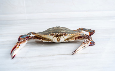 A fresh pike crab on a kitchen tile countertop