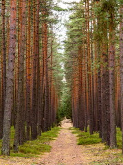 Obraz premium Road in pine forest. Autumn. Czech Republic.