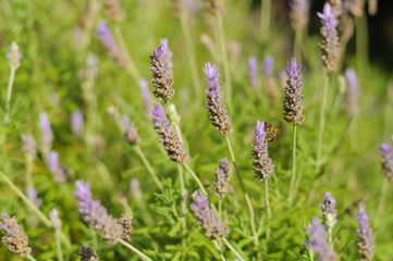 close up blooming lavender Bush in the Park
