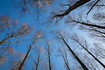 Wide shot from base of tall trees with blue skies above