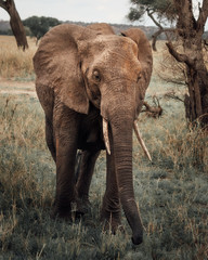 close up elephant