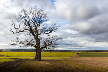 Fototapeta na wymiar Old oak tree in field, snowless winter. Czech Republic