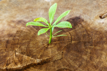 Close-Up Of Small Plant Growing Outdoors