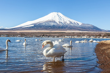 山中湖の白鳥と富士山