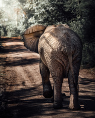 elephant qui marche tanzanie