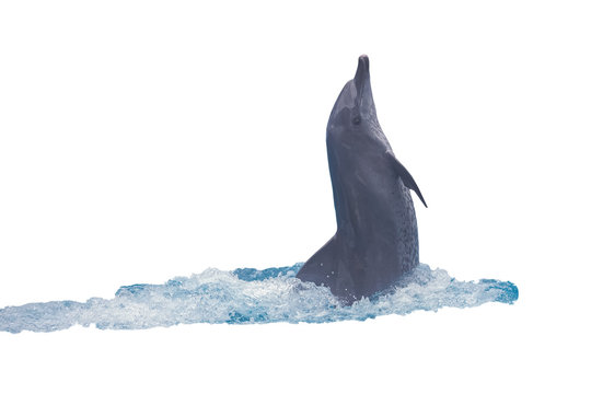 Cute dolphins on a white background (Isolated)