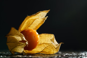 Fresh physalis (cape gooseberry) with drops of water on a dark background. Closeup