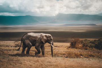 Tanzanie elephant