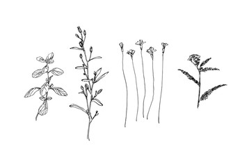 Set of different hand drawn wild plants. Outline herbs with leaves and flowers ink painting. Black isolated sketch vector on white background
