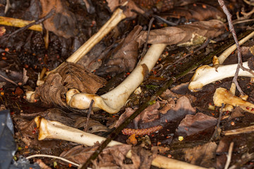 Close up of bleached bones and remains on leaflitter