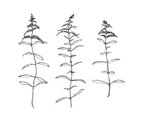 Hand drawn goldenrod wild plants with flowers collection. Outline herbs sketch ink painted. Black isolated botanical vector illustration on white background - obrazy, fototapety, plakaty