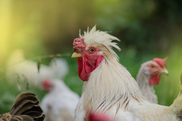 Rooster in farm. Portrait of cock on farm