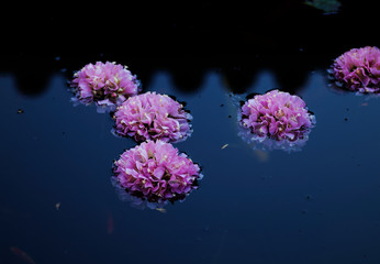Dombeya flowers floating in water.