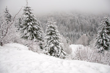 Winter mountain landscape. Mountains in the snow. The first snow in the mountains. first frost in the Carpathian mountains.Tall Christmas trees under heavy snow