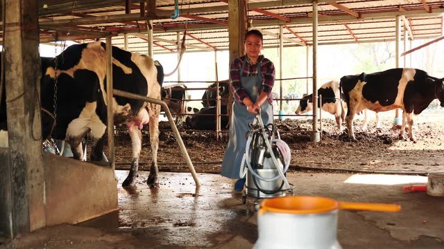 Farmer woman pushing Milking Machine walking come to the storage tank to prepare for delivery to the processing process. cow milk farm Asia Thailand. Milking management Procedure. slow motion