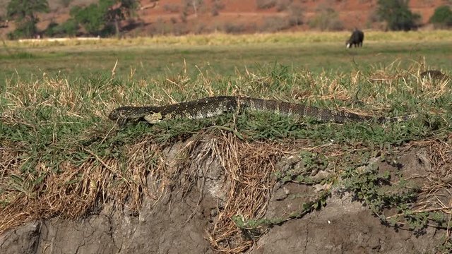 A monitor lizard walkin on Chobe river bank, Botswana, Full HD handheld shot from tourist boat