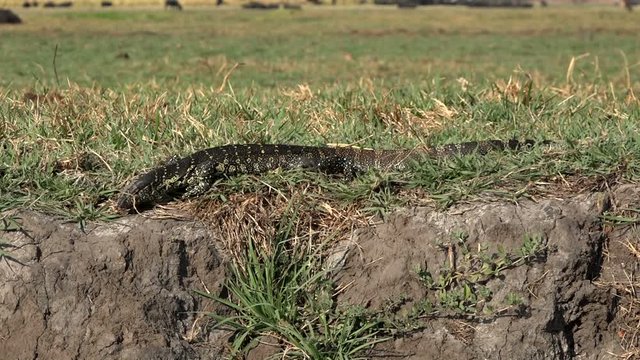A monitor lizard walkin on Chobe river bank, Botswana, Full HD handheld shot from tourist boat