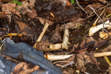 Plastic bag with remains and bleached bones on leaflitter