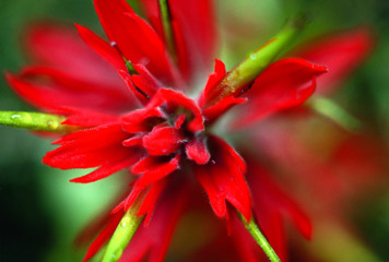 Indian Paint Brush - Common paint brush - Castilleja chromes