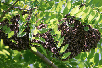 Swarming bees. Formation of a new colony bees on a branch of a Black locust tree. 