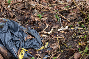 Plastic bag with remains and bleached bones on leaflitter