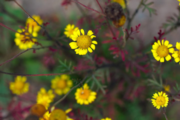 Yellow flowers on an autumn background.